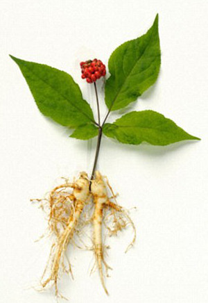 ginseng